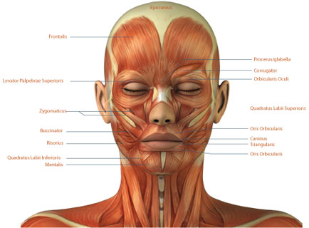 muscles-of-the-face