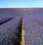 A Passion for Lavender