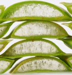 Aloe Vera - 