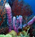 Coral Produces Sunscreen Compounds with Potential for Human Use