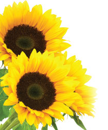 power-of-sunflower
