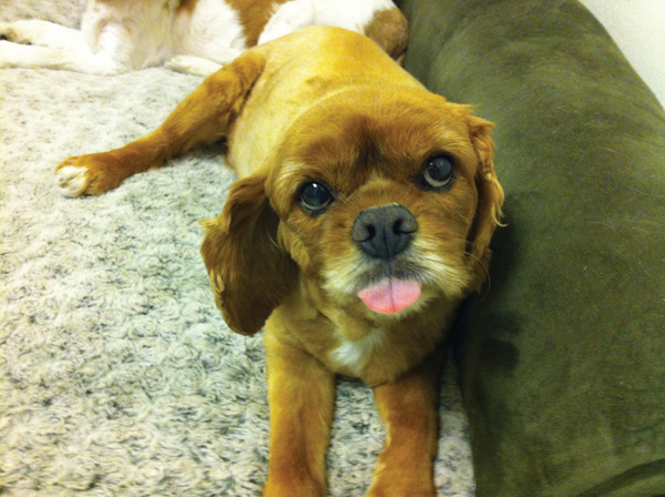 dog tongue-out