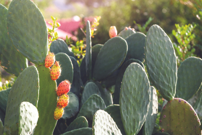 Nopal Nirvana: Harnessing the Healing Powers of Cactus Massage 