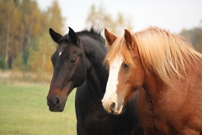 Saddle up, Skin Care: Introducing Horse Fat into a Routine