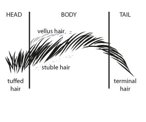 hairparts