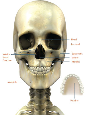 anatomy-skull