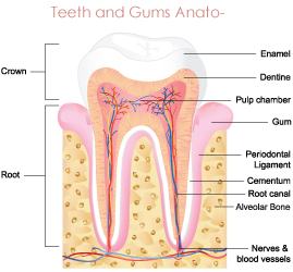 teeth-and-gums-anato