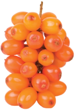 Sea Buckthorn Berry – New Super Fruit 