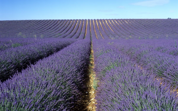 A Passion for Lavender