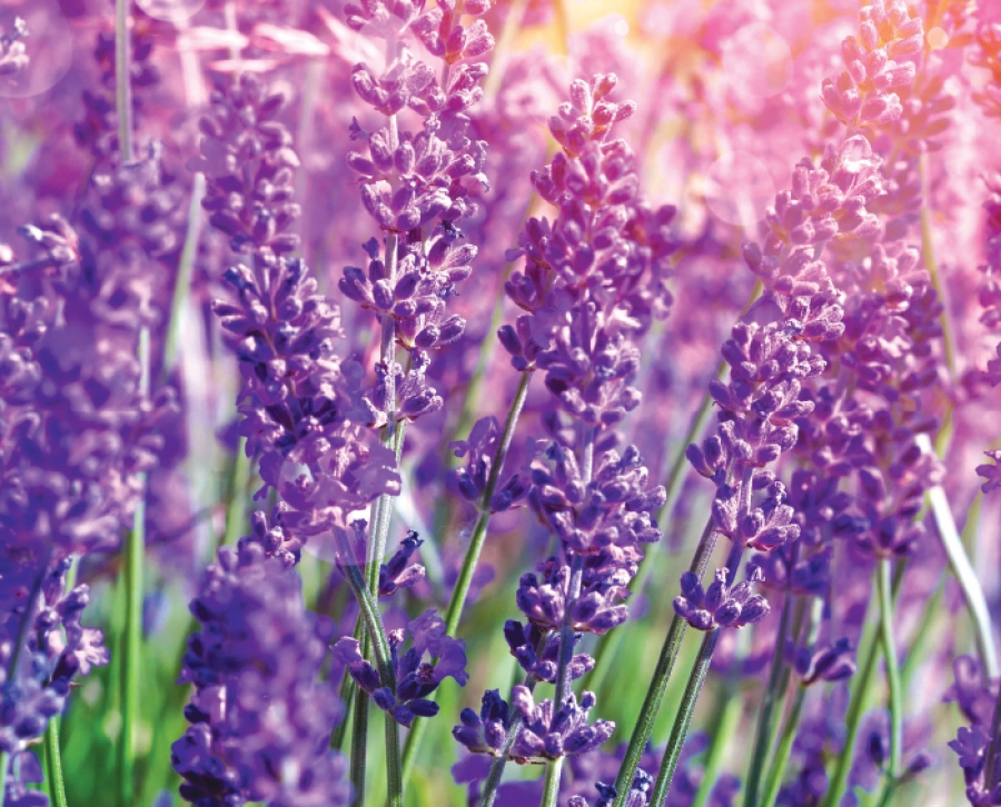 Lavender: The World’s Smallest  Medicine Chest