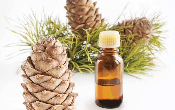 Pine Cone Extract and its Link to Sagging Skin