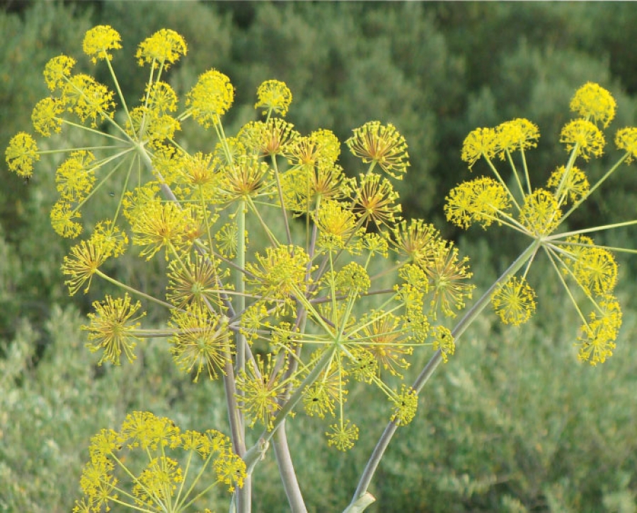 August is National Fennel Month