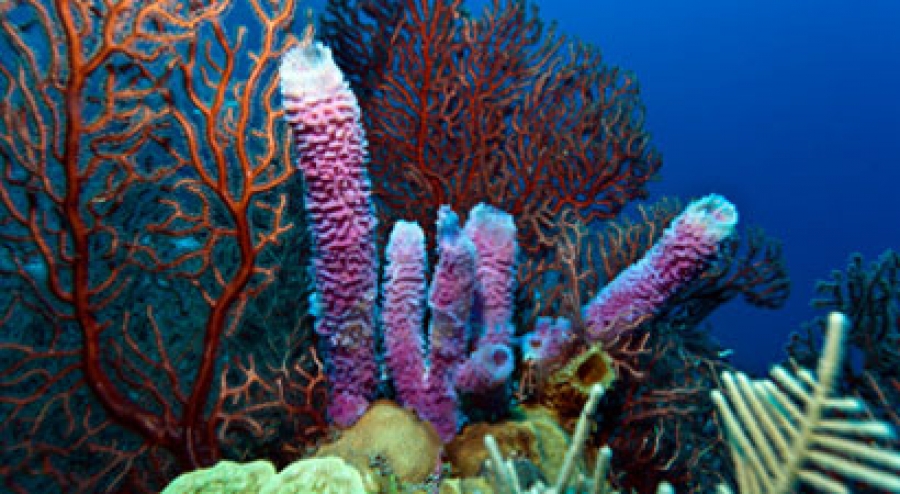 Coral Produces Sunscreen Compounds with Potential for Human Use
