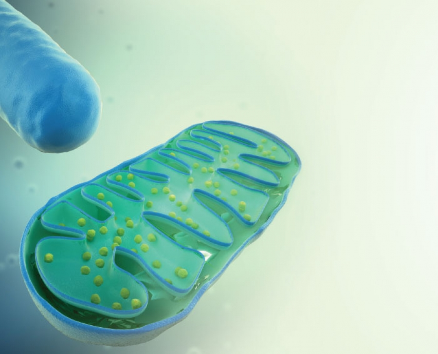 The Nature of  Mitochondria