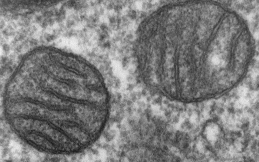 Cell Science: The Mighty Mitochondria