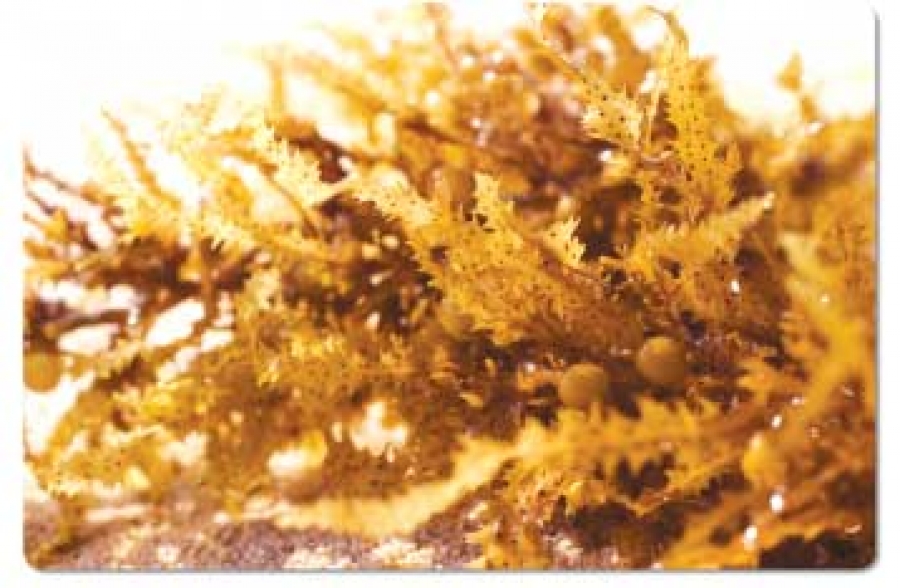 New Study Reveals Brown Seaweed Improves Therapeutic Efficacy Of Cancer Treatment