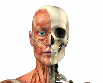 Anatomy of the Body
