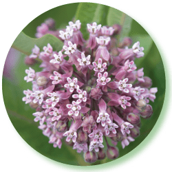 Milkweed May Hold Natural Sunscreen Potential