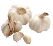 garlic