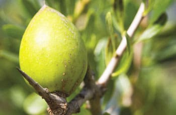 argan1_opt