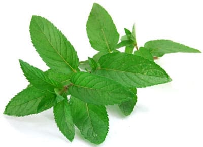 Mint vs. Blackheads