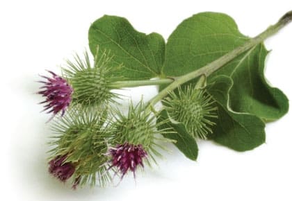 Burdock (Arctium lappa)