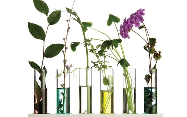 Processing Herbs and Herbal Skin Care