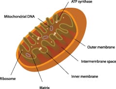cell