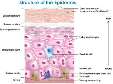 epidermis