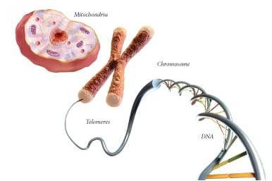 mitochondria
