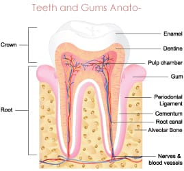 teeth-and-gums-anato