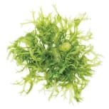 seaweed