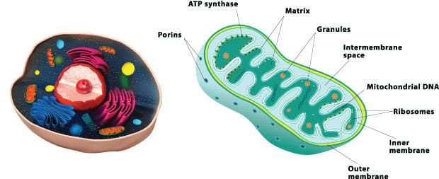 atp