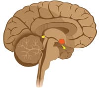 The Endocrine System