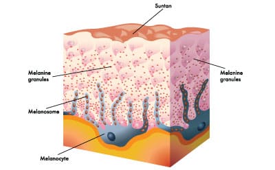 cells