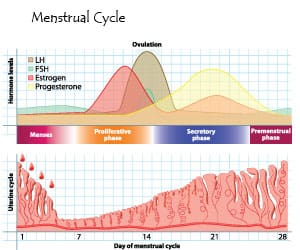 MenstrualCycle