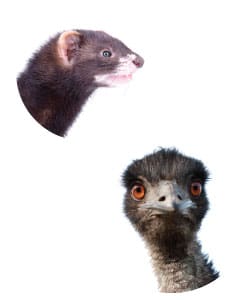 animals