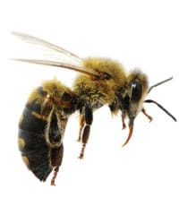 Bee