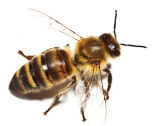 bee