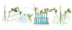 plant-stem-cells