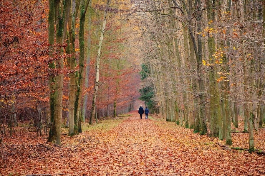 Make Like a Tree: The Benefits of Forest Bathing