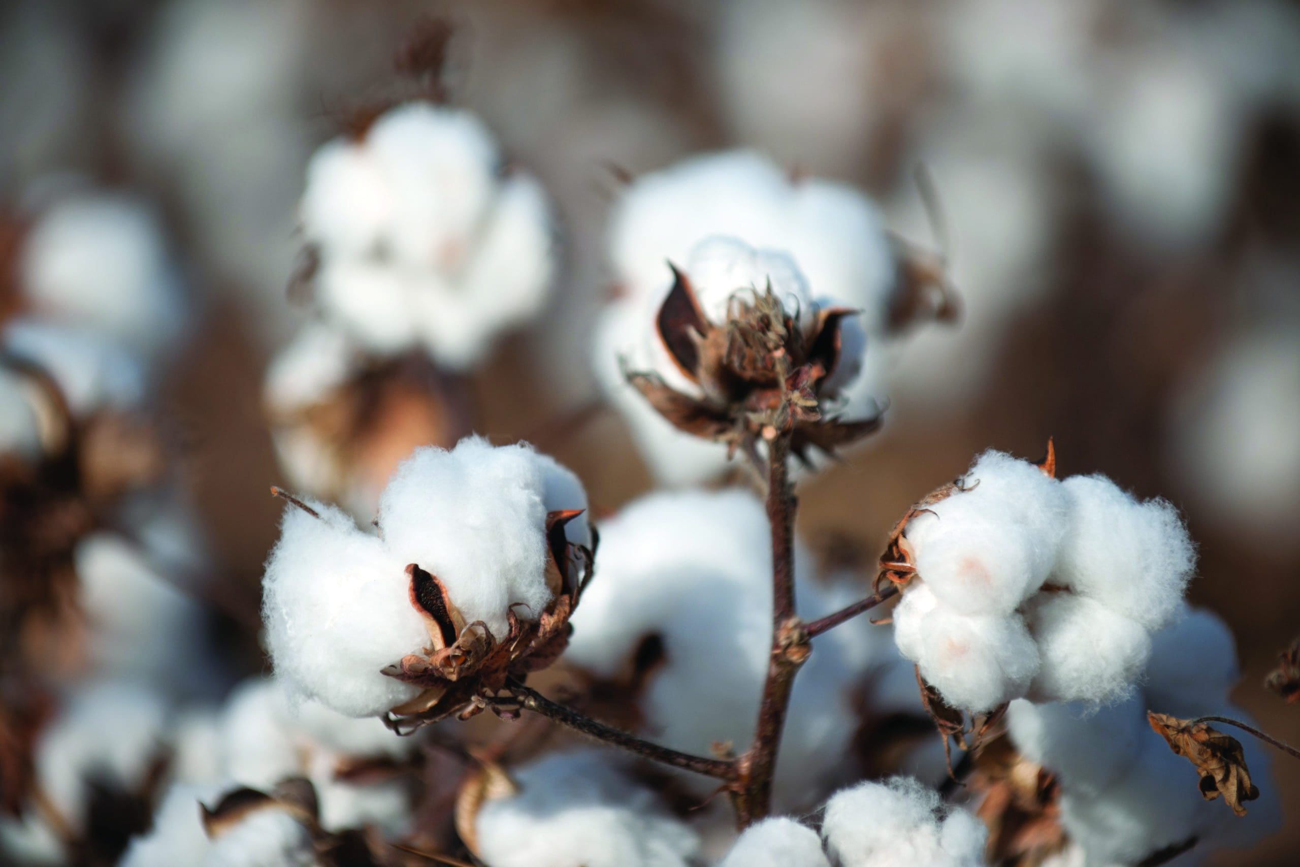Beauty Sleep: How Bedding Affects Skin